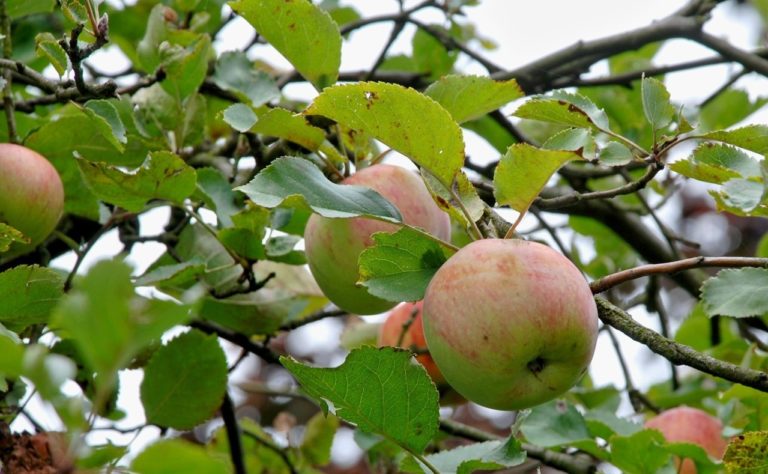 Horticulture online health and safety induction